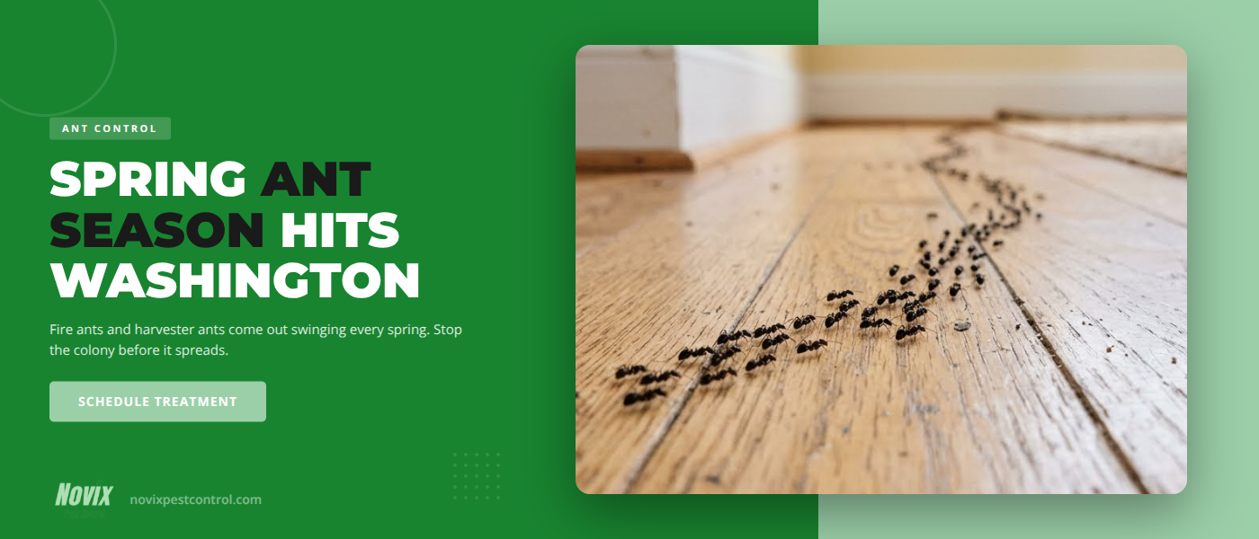 Why Fire Ants and Harvester Ants Invade Washington, UT Yards in Spring | Novix Pest Control
