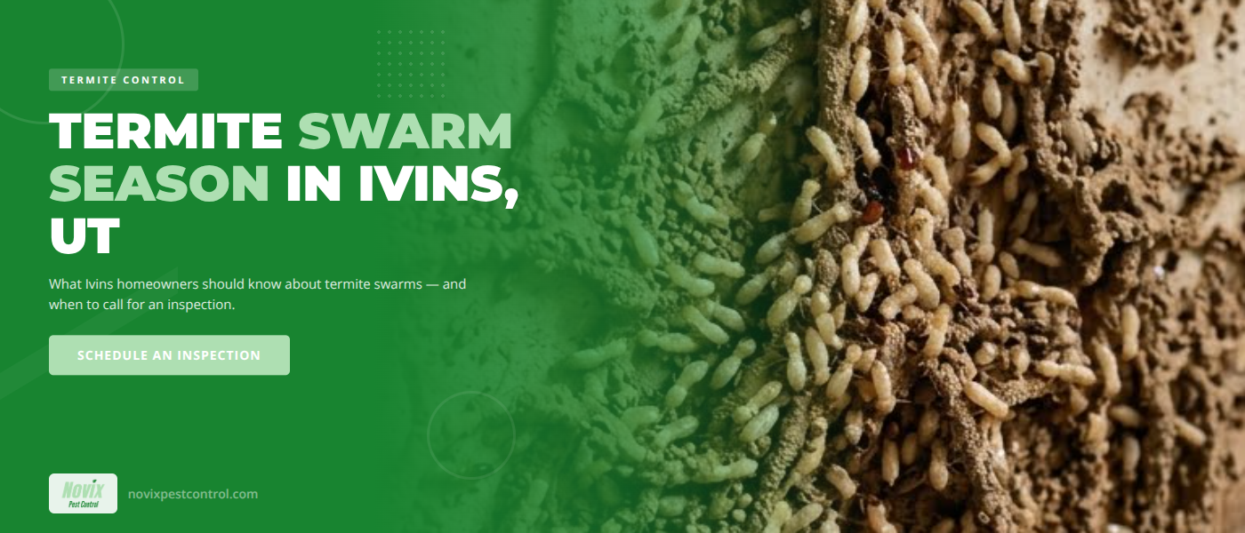 Termite Swarm Season in Ivins, UT - What Homeowners Should Know | Novix Pest Control